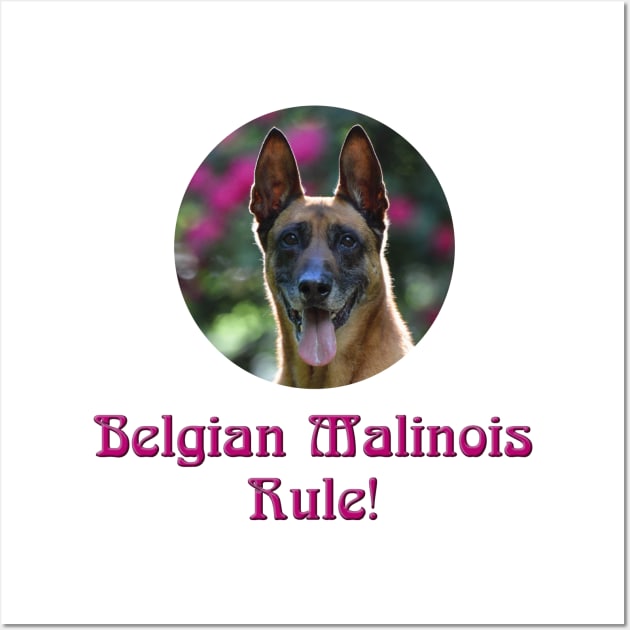 Belgian Malinois Rule! Wall Art by Naves